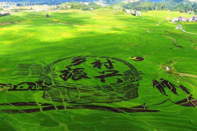 鄉(xiāng)村振興與智慧農(nóng)業(yè)的發(fā)展息息相關(guān)？