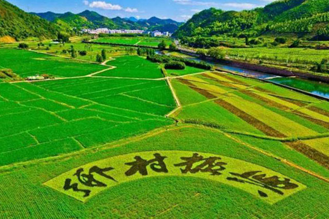 國家大力扶持鄉(xiāng)村振興，年輕人不可錯過的5個創(chuàng)業(yè)機會！