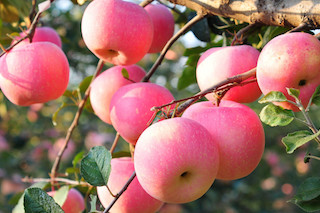 水肥一體化技術(shù)在果樹(shù)生產(chǎn)上的應(yīng)用分析