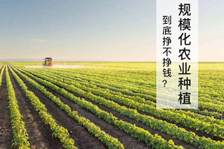 規(guī)?；r(nóng)業(yè)種植不賺錢？別鬧了，那是你不會經(jīng)營導(dǎo)致的