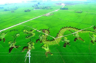 做好以下五點，特色農(nóng)業(yè)的發(fā)展怎能不“特色”！