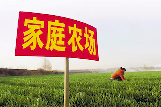 家庭農(nóng)場(chǎng)僅是種地嗎？不是的，千萬(wàn)不要搞混了！