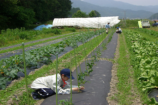 對(duì)比美國(guó)和日本農(nóng)業(yè)發(fā)展，中國(guó)農(nóng)業(yè)路在何方？