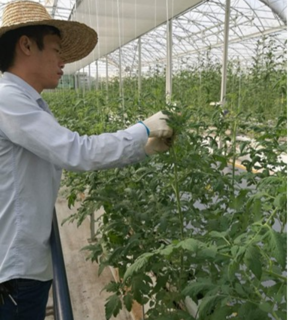 番茄定植后繞蔓、打側(cè)芽.png